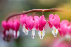 Tränendes Herz, Lamprocapnos spectabilis, Zweifarbige Herzblume, Herzerlstock, Flammendes Herz, Marienherz, Nahaufnahme Tränendes Herz, Lamprocapnos spectabilis, Zweifarbige Herzblume, Herzerlstock, Flammendes Herz, Marienherz, Nahaufnahme